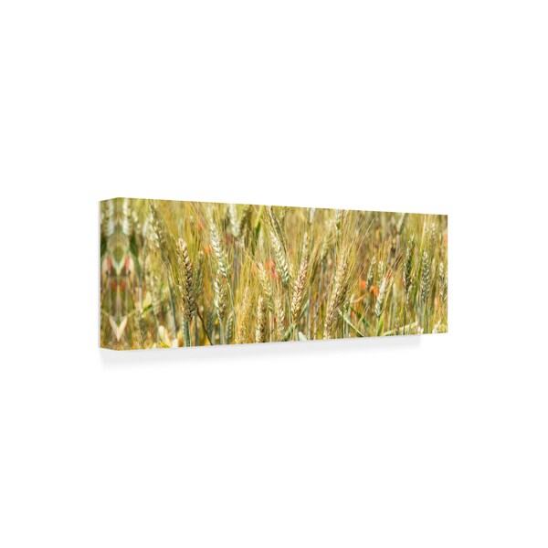 Philippe Hugonnard 'France Provence 2 Wheat Field II' Canvas Art,8x24